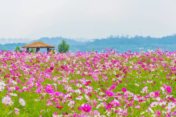 Fiore del cosmo a Seoul, Corea . — Foto Stock