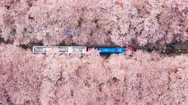 Güney Kore 'nin Busan şehrindeki Jinhae kiraz çiçeğinin en iyi manzarası..