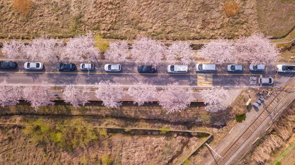 Top view at jinhae cherry blossom, Busan City, South Korea . — стоковое фото