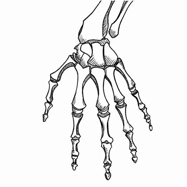 Vector de mano esqueleto. Boceto con huesos de mano aislados sobre fondo blanco . — Vector de stock