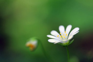 Çiçek açan addersmeat bitkisi (Rabelera holostea), yeşil-kahverengi orman arka planında pembe aile veya karanfil familyasından (Caryophyllaceae) beyaz ve sarı çiçekli.