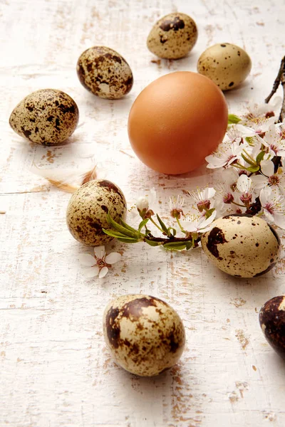 Spring Quail Eggs Top View Easter Concept — Stock Photo, Image