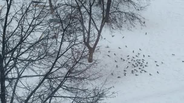 Birds winter in the city, in search of food in a snowfall on cloudy day. — Stok video