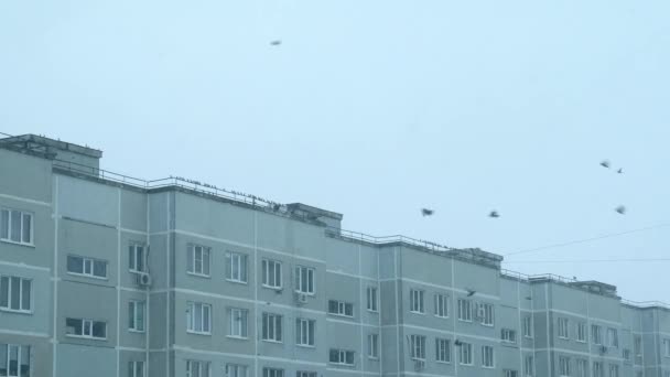 Birds circle and land on a panel house in snowfall in winter on a cloudy day. — Stok video