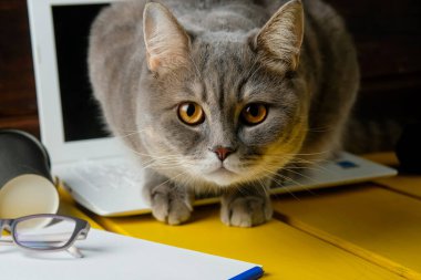 İngiliz gri kedisi bir ofis masasında oturuyor..