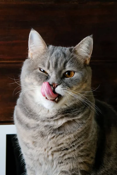 British Grey Cat Licks Its Nose — Stock Photo, Image