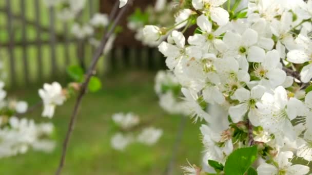 Zbliżenie białego kwiatu wiśni kwitnącego w ogrodzie. Kwitnące drzewa wiosną na wsi. — Wideo stockowe