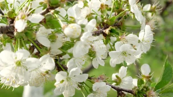 Close-up of a white cherry blossom blooming in a garden. Flowering trees in spring in country. — Stock Video