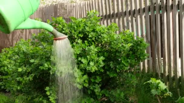 Jardinier Arrosant Cassis Avec Eau Arrosoir Dans Village — Video