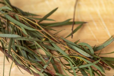 Makro bitkiler seçici odaklanma