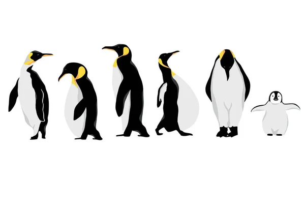 Característica simple pingüino blanco negro.Carácter ilustrativo vectorial — Archivo Imágenes Vectoriales