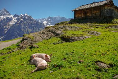 Arka plan karda dağlarda ile bir dağ çayır domuzlar. Jungfrau bölge, İsviçre