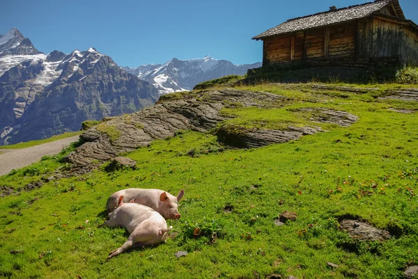Arka plan karda dağlarda ile bir dağ çayır domuzlar. Jungfrau bölge, İsviçre