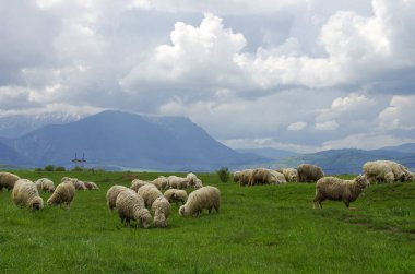 Sheep on the meadow with Fagaras Mountains on background, Southern Carpathians, Transylvania, Romania clipart