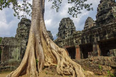 Wat Angkor Kamboçya'da Ta Prohm Tapınağı kalıntıları ile büyüyen ağaçlar