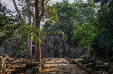 Wat Angkor Kamboçya'da Ta Prohm Tapınağı kalıntıları ile büyüyen Ağaç kökleri