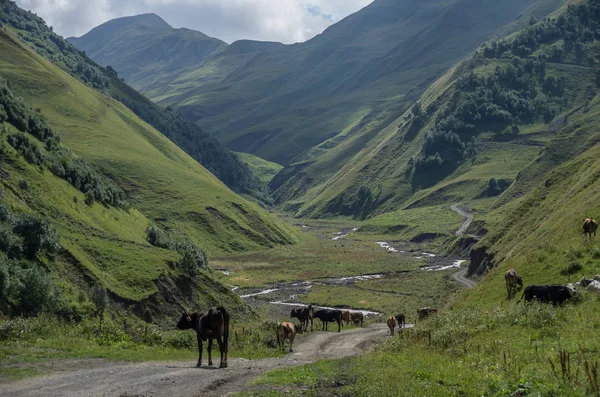 Kafkas Dağları, Argun Kanyon. İnekler, Georgia, Europe ile Shatili yol