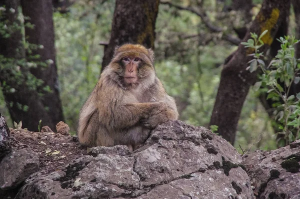 Macaco-bárbaro nas montanhas de Marrocos no Norte de África . — Fotografia de Stock