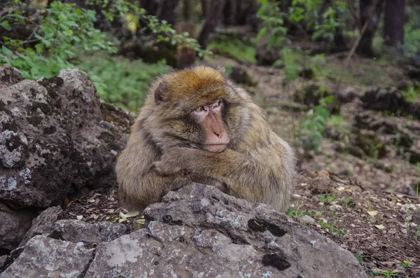 Barbary Macaque ในภูเขาของโมร็อกโกในแอฟริกาเหนือ . — ภาพถ่ายสต็อก
