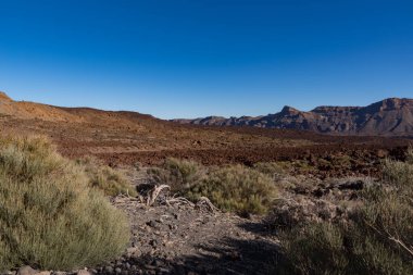 Teide Dağı Ulusal Parkı, Tenerife, Kanarya Adaları, İspanya 'nın kalderasındaki lav tarlası manzarası