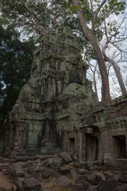 Kamboçya 'daki Angkor Wat' taki Ta Prohm Tapınağının kalıntıları