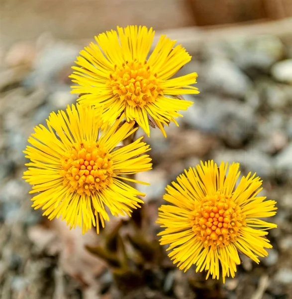 Gelbe Coltsfoots auf einem natürlichen Hintergrund im Frühling — Stockfoto