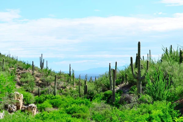 Saguaro kaktüs manzara. Saguaro Milli Parkı, Arizona.