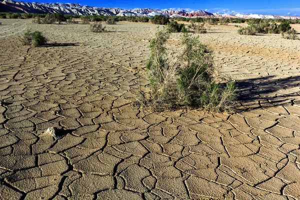 Shrub in the desert with cracked earth on a background of mountains — Stock Photo, Image