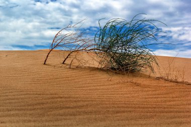 Dune çölde vahşi çalı