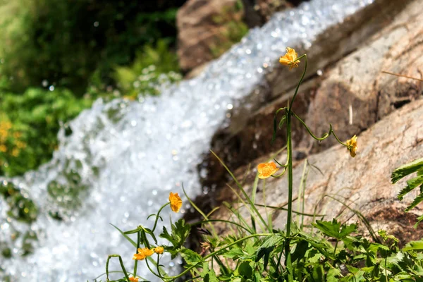 Желтый горный цветок на фоне маленького водопада — стоковое фото