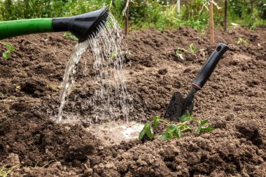 Bahçe Sulama konservesi dikilen fidan sulama