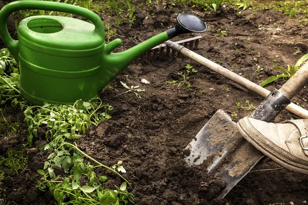 Jardineiro cava o chão para mudas — Fotografia de Stock