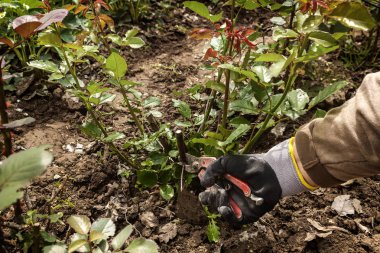 Bahçıvan fidan için zemin digs