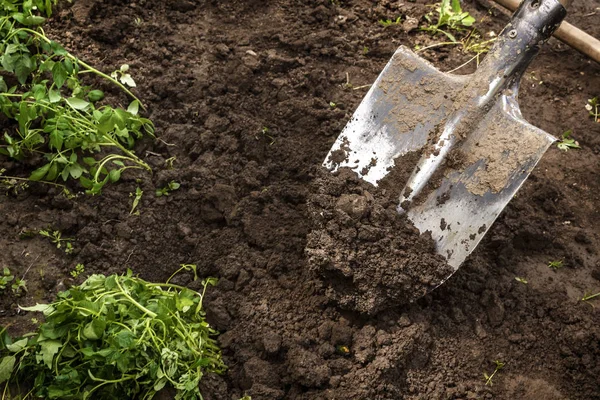Spade gräver marken för plantor — Stockfoto
