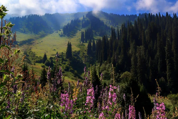 Meadow dengan bunga-bunga di pegunungan pada latar belakang langit biru mendung — Stok Foto