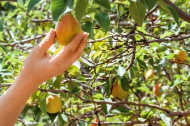 Armut. Bahçede bir ağaç üzerinde bir armut toplama. Bir bahçe bir armut ürün ile. Taze meyve