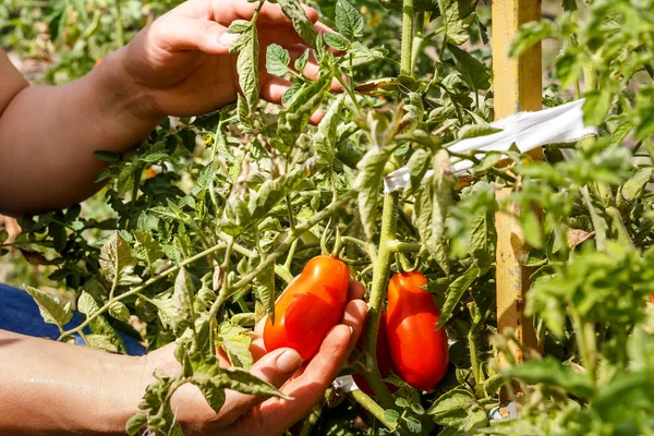 Domates. Domates Bahçe Bahçe içinde tespit. Bahçe domates hasat ile. Taze sebze