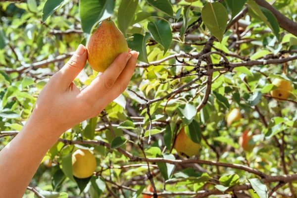 Armut. Bahçede bir ağaç üzerinde bir armut toplama. Bir bahçe bir armut ürün ile. Taze meyve