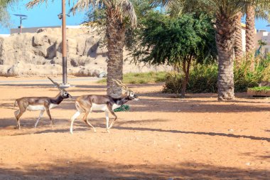 Dubai, Birleşik Arap Emirlikleri - 30 Aralık 2017. İki ceylan açık hava bir kafeste Dubai Safari Park çalıştırıyorsunuz. Dubai Safari Park nerede hayvan--dan dünyanın her yerinden toplanan Dubai'de bir parktır. Canlı hayvanlar doğal şartlarda.