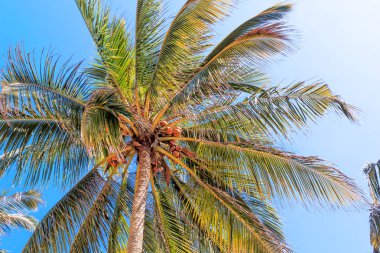 Hindistan cevizi meyve mavi gökyüzü ile Hindistan cevizi ağacı. Tropik doğası