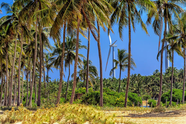 ветрогенераторы среди пальм в сельской местности Шри-Ланки. Альтернативные возобновляемые источники энергии
