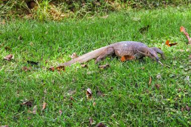 Av bulmak için yoğun çim boyunca varan sürüngen taşır