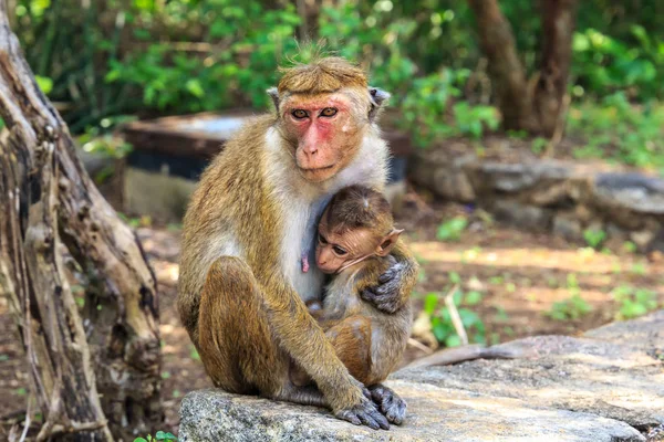 Madre Mono Con Bebé Sentado Piedras Sobre Fondo Del Bosque —  Fotos de Stock