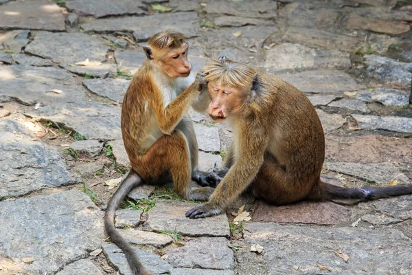 Affenweibchen Pflegt Verwundetes Affenmännchen — Stockfoto