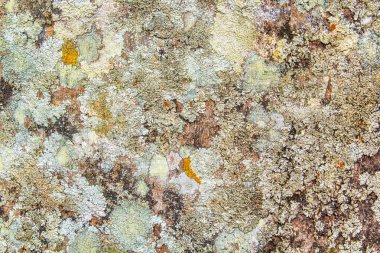Ağaç kabuğu çizik, lekeleri, kir ve smear ile renk desen. yıpranmış doğal ahşap