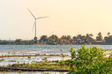 Martılar Tropikal ormanlar ve Rüzgar jeneratörleri arka planda bir gölde. batan güneşin. metin için yer