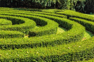 Parlak güneşli bir parkta yeşil taze yeşillik Bush'larda labirent