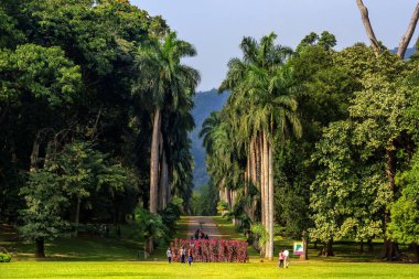 Kandy, Sri Lanka - 7 Ocak 2018. Palmiye sokakta Kraliyet Botanik Bahçesi