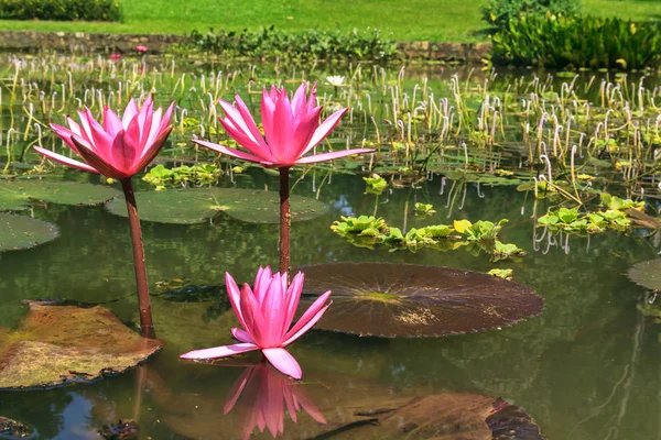 Lake Med Lyserøde Lotus Blomster Forladt Dam Med Vegetation Solrig - Stock-foto