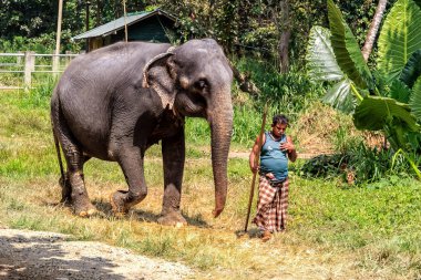 Kandy, Sri Lanka - 9 Ocak 2018. fil Ormanın içinde çalışmak için bir fil yol açar.